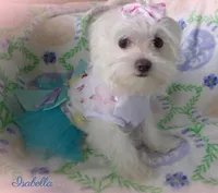 Isabella, a female Mal Shi for sale in Chagrin Falls, OH – Photo 1 of 9