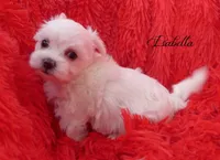 Isabella, a female Mal Shi for sale in Chagrin Falls, OH – Photo 5 of 5