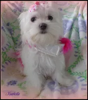 Isabella, a female Mal Shi for sale in Chagrin Falls, OH – Photo 8 of 9