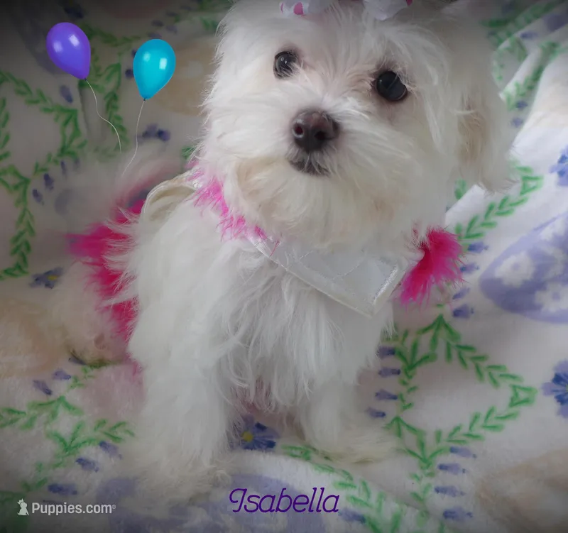 Isabella – Mal Shi puppy for sale in Chagrin Falls, OH