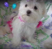 Isabella, a female Mal Shi for sale in Chagrin Falls, OH – Photo 2 of 9