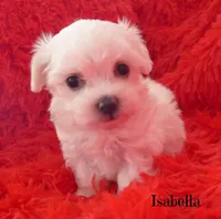 Isabella, a female Mal Shi for sale in Chagrin Falls, OH – Photo 1 of 5