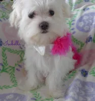 Isabella, a female Mal Shi for sale in Chagrin Falls, OH – Photo 9 of 9