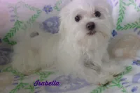 Isabella, a female Mal Shi for sale in Chagrin Falls, OH – Photo 4 of 9