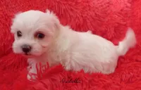 Isabella, a female Mal Shi for sale in Chagrin Falls, OH – Photo 2 of 5