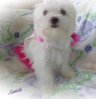 Isabella, a female Mal Shi for sale in Chagrin Falls, OH – Photo 7 of 9