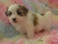 Iris, a female Maltese and Mal Shi for sale in Chagrin Falls, OH – 7 of 7