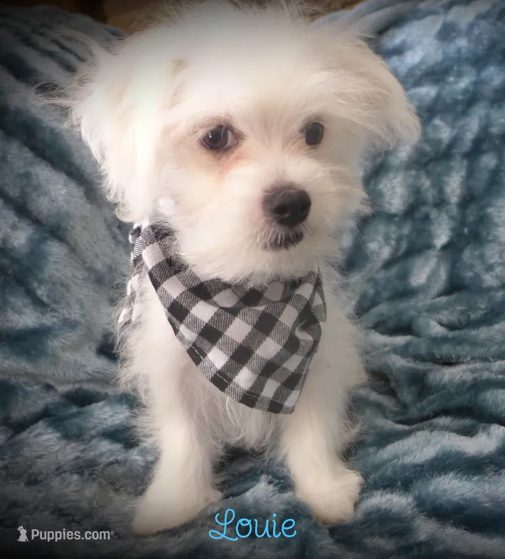 Louie – Maltese, Mal Shi puppy for sale in Chagrin Falls, OH