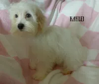 Kaylei, a female Maltipoo and Maltese for sale in Chagrin Falls, OH – 5 of 7