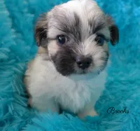 Brooks, a male Maltese and Mal Shi for sale in Chagrin Falls, OH – 1 of 6