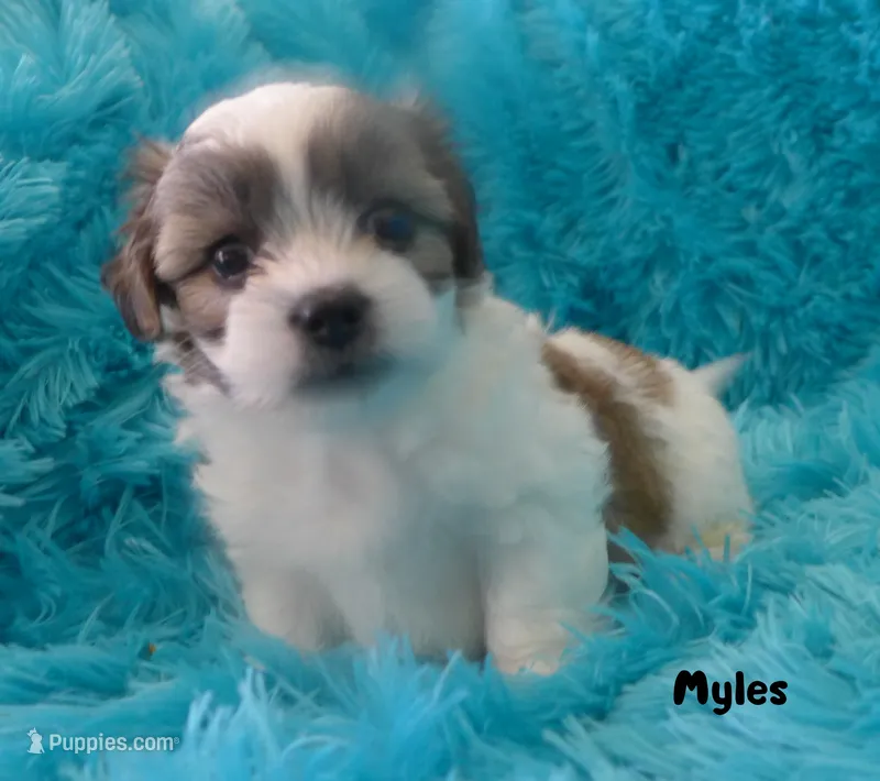 Myles – Maltese, Mal Shi puppy for sale in Chagrin Falls, OH