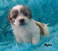 Myles, a male Maltese and Mal Shi for sale in Chagrin Falls, OH – 1 of 5