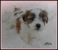 Mila, a female Maltese and Mal Shi for sale in Chagrin Falls, OH – Photo 5 of 6