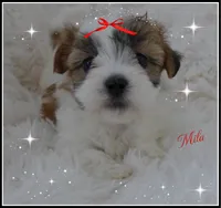 Mila, a female Maltese and Mal Shi for sale in Chagrin Falls, OH – Photo 1 of 6