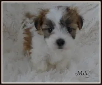 Mila, a female Maltese and Mal Shi for sale in Chagrin Falls, OH – Photo 3 of 6