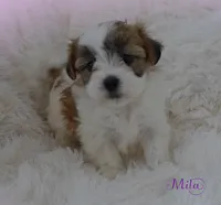 Mila, a female Maltese and Mal Shi for sale in Chagrin Falls, OH – Photo 6 of 6