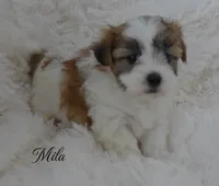 Mila, a female Maltese and Mal Shi for sale in Chagrin Falls, OH – Photo 2 of 6