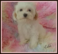 Eden, a female Maltipoo and Maltese for sale in Chagrin Falls, OH – 6 of 6