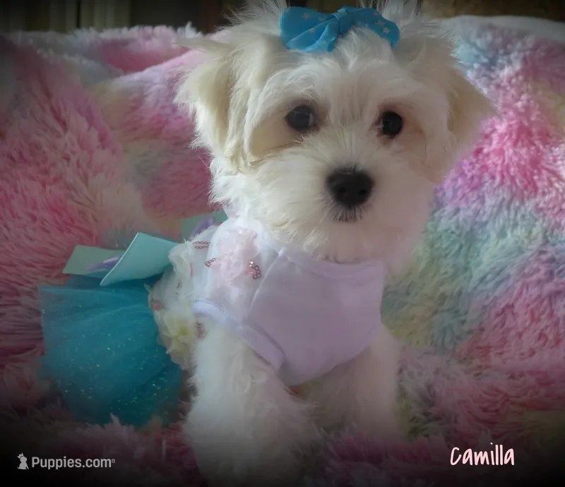 Camilla – Maltese, Mal Shi puppy for sale in Chagrin Falls, OH
