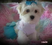 Camilla, a female Maltese and Mal Shi for sale in Chagrin Falls, OH – 1 of 10