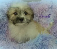 Brooks, a male Maltese and Mal Shi for sale in Chagrin Falls, OH – 4 of 7