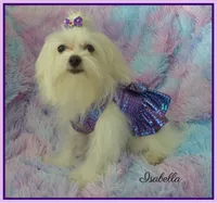 Isabella, a female Maltese and Mal Shi for sale in Chagrin Falls, OH – 2 of 8