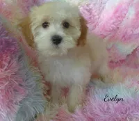 Evelyn, a female Maltipoo and Maltese for sale in Chagrin Falls, OH – 2 of 6