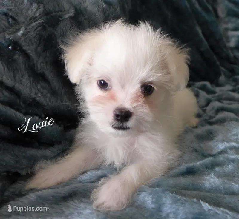 Louie – Mal Shi puppy for sale in Chagrin Falls, OH