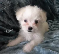Louie, a male Mal Shi for sale in Chagrin Falls, OH – 1 of 5