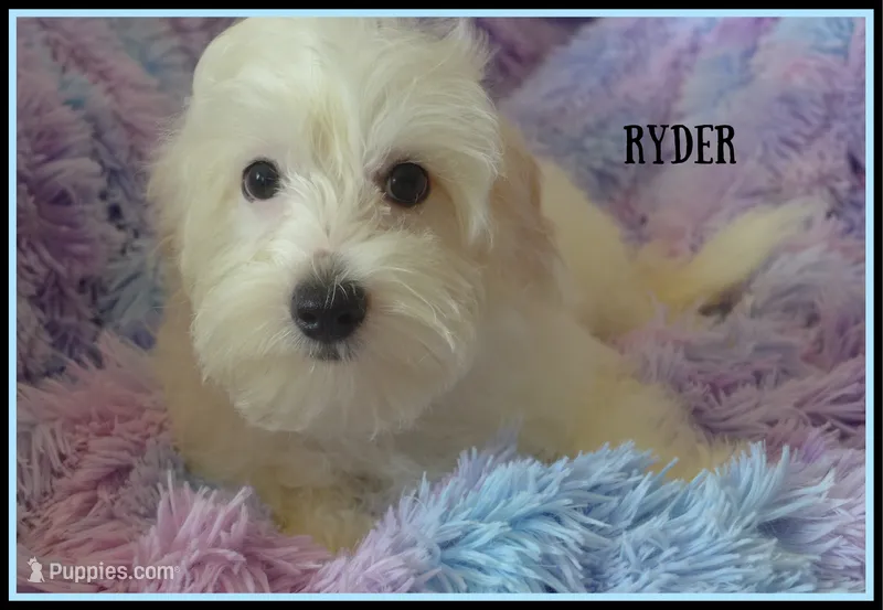 Ryder – Maltipoo, Maltese puppy for sale in Chagrin Falls, OH