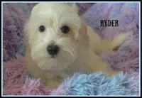 Ryder, a male Maltipoo and Maltese for sale in Chagrin Falls, OH – 1 of 5