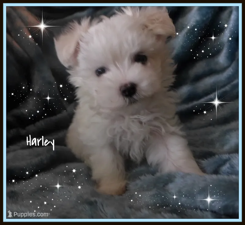 Harley – Maltipoo, Maltese puppy for sale in Chagrin Falls, OH