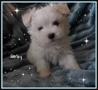 Harley, a male Maltipoo and Maltese for sale in Chagrin Falls, OH – 1 of 6