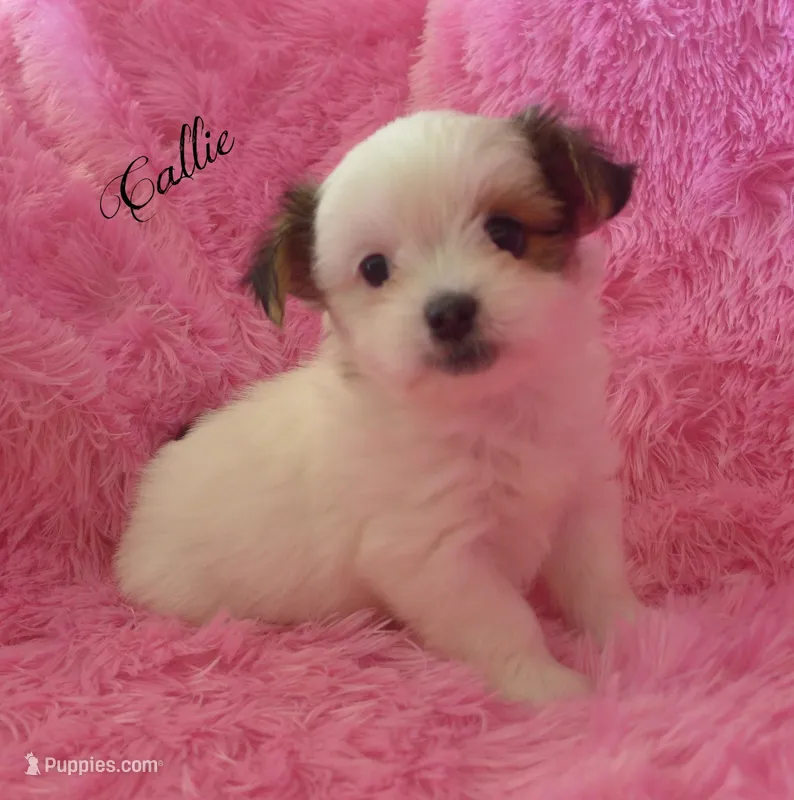 Callie~RESERVED