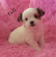 Callie~RESERVED, a female Maltese and Mal Shi for sale in Chagrin Falls, OH – Photo 1 of 5