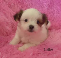 Callie~RESERVED, a female Maltese and Mal Shi for sale in Chagrin Falls, OH – Photo 4 of 5