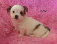 Callie~RESERVED, a female Maltese and Mal Shi for sale in Chagrin Falls, OH – Photo 2 of 5