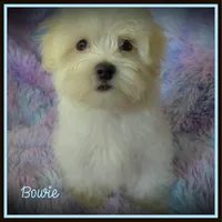 Bowie, a male Maltese and Mal Shi for sale in Chagrin Falls, OH – 2 of 6