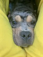 Kind , a male American Bully for sale in Decatur, GA – 2 of 7