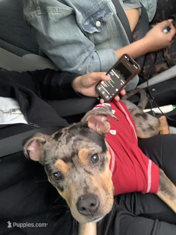 Kind  – American Bully puppy for sale in Decatur, GA
