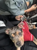 Kind , a male American Bully for sale in Decatur, GA – 1 of 7