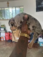 Kind , a male American Bully for sale in Decatur, GA – 3 of 7