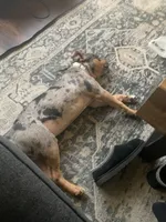Kind , a male American Bully for sale in Decatur, GA – 7 of 7