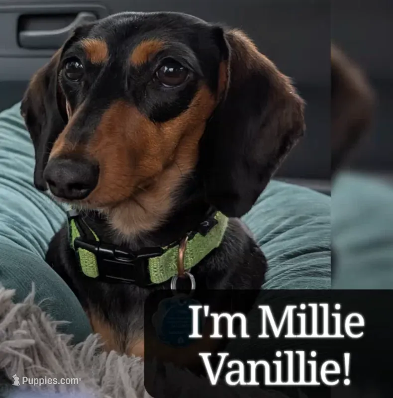 Millie – Miniature Dachshund puppy for sale in Ravenna, OH