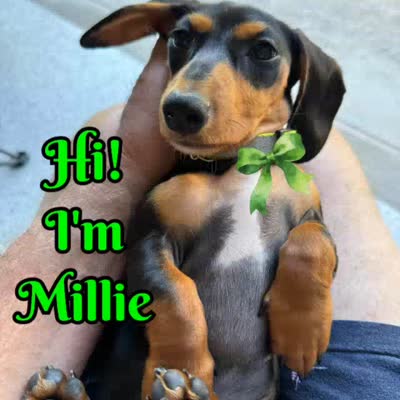 Millie, a female Miniature Dachshund for sale in Ravenna, OH – 3 of 10