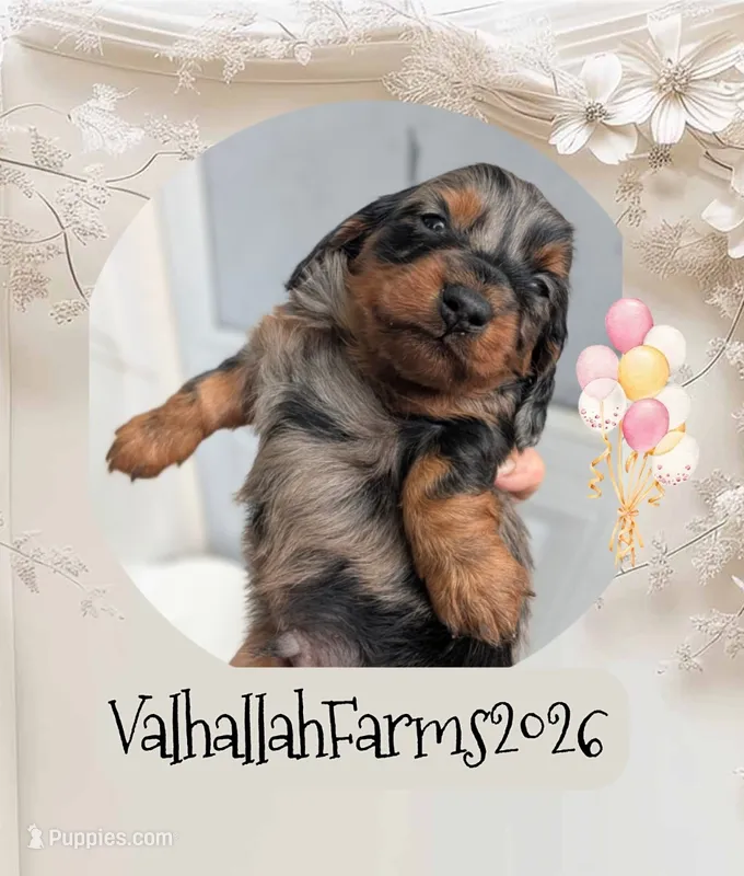 Rebel – Miniature Dachshund puppy for sale in Ravenna, OH