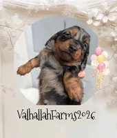 Rebel, a male Miniature Dachshund for sale in Ravenna, OH – 1 of 7