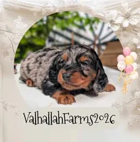 Rebel, a male Miniature Dachshund for sale in Ravenna, OH – 7 of 7