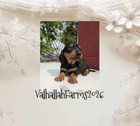 Milo, a male Miniature Dachshund for sale in Ravenna, OH – 2 of 3