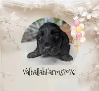 Rocky, a male Miniature Dachshund for sale in Ravenna, OH – 4 of 5